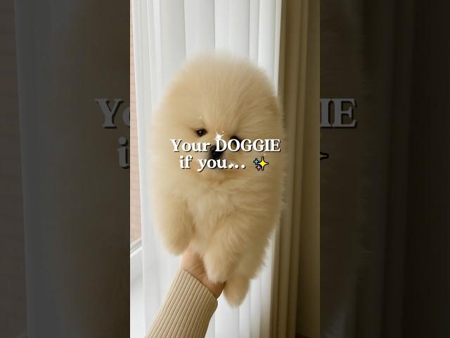 Your DOGGIE!  #DogLovers #Pawfect #DogLife