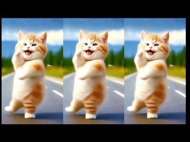 Cat videos funny dance Videos for catsv#funnycats #dancingcat #catlovers  @furry-cornerz