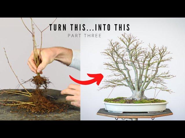 Japanese Maple Bonsai from Seedlings | 3-Year Follow-up | Bonsai-U