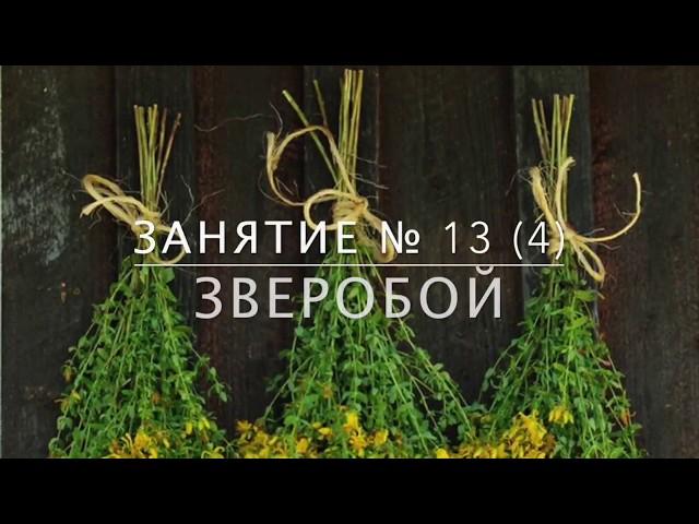 Школа травоведения - Занятие № 13(4) ЗВЕРОБОЙ против отчаяния