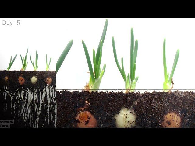 Green Onions  Growing Time Lapse