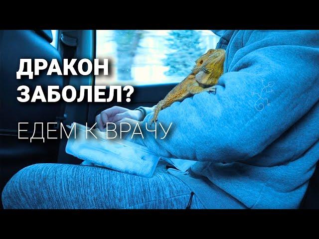 Дракон заболел? | Едем разбираться к врачу