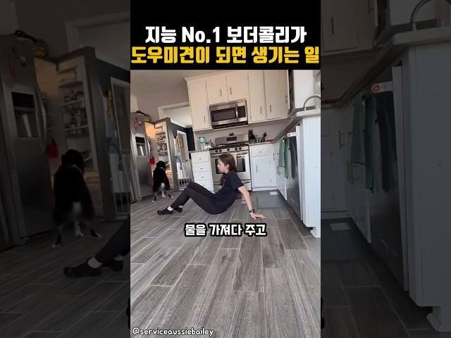 보더콜리가 도우미견이 되면 생기는 일