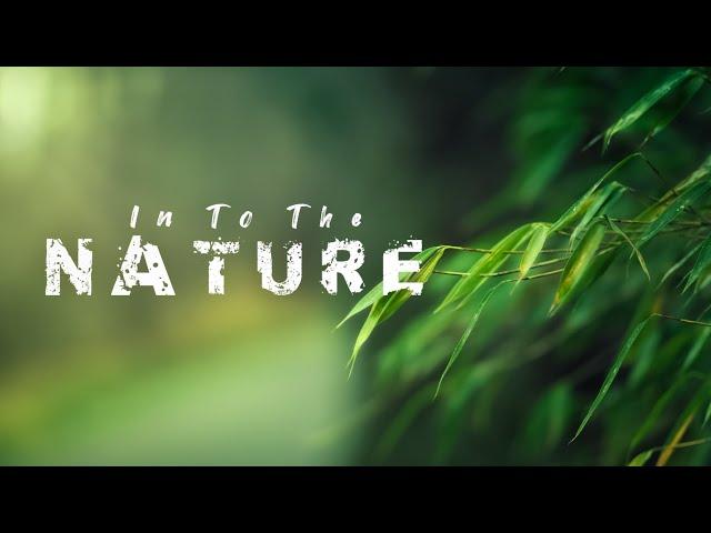 In To The Nature | Nature Cinematic Video | 1080p Video