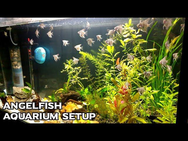 Build a Planted Aquarium For Angelfish