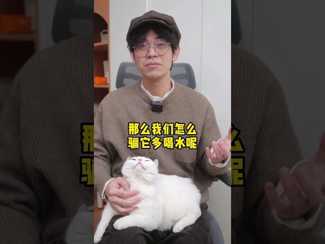 骗猫喝水的方法