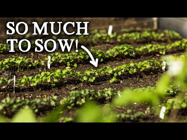 What to Sow in May for Self-Sufficiency