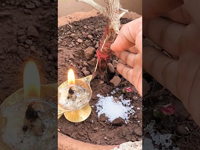26 may amavasya AVN Shiv Somwar Thodi Si shakkar se Karen Dhan vriddhi karj Mukti ka upay