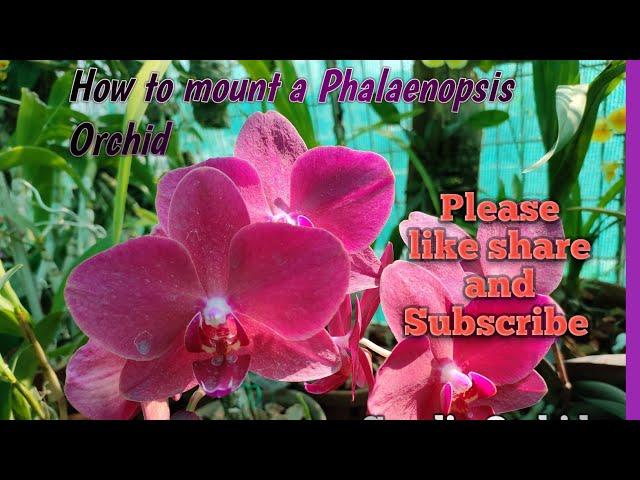 How to mount a phalaenopsis orchid#sandiporchid