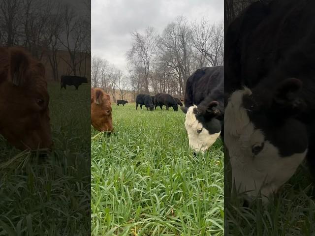 Everyone likes a full belly on Christmas #cows #farming #covercrops #grazing #christmas #ranching