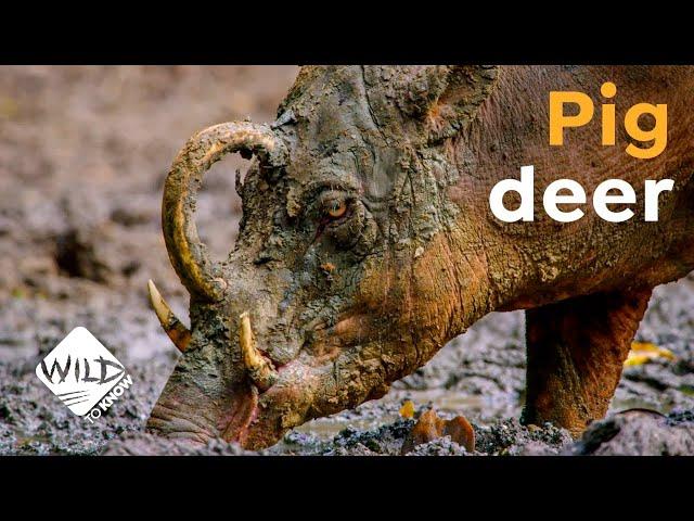 Indonesia Does Have Really Weird Pigs | Wild to Know