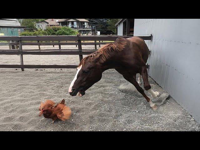 Funniest Videos Animals  - Best Of The 2024 Funny Animal Videos P5