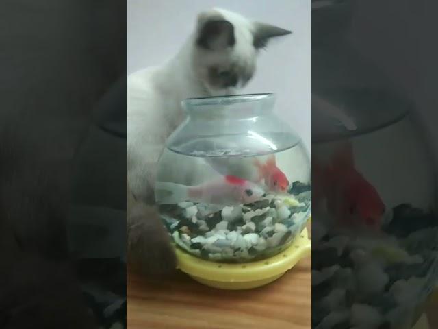 #Littel kitten and Fish