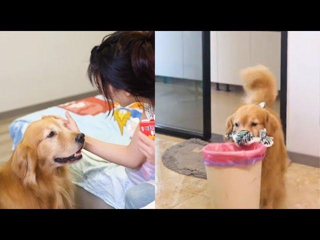 【金大毛】路虎陪我老婆坐月子 真的好乖##dog #shorts #love #viral#dog #shorts #love #viral