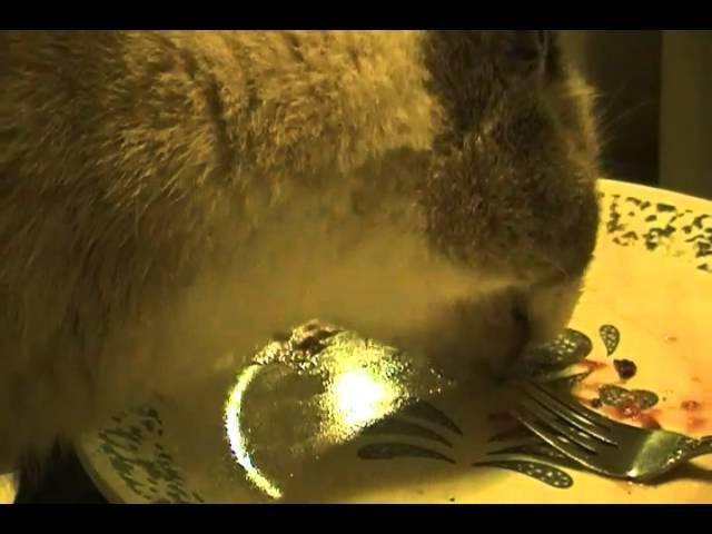 Cat licking plate