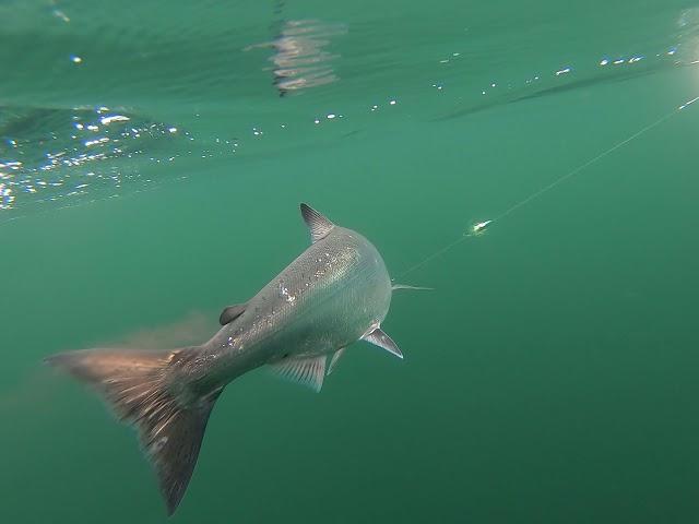 King Salmon fishing in Ketchikan, AK July 9, 2021