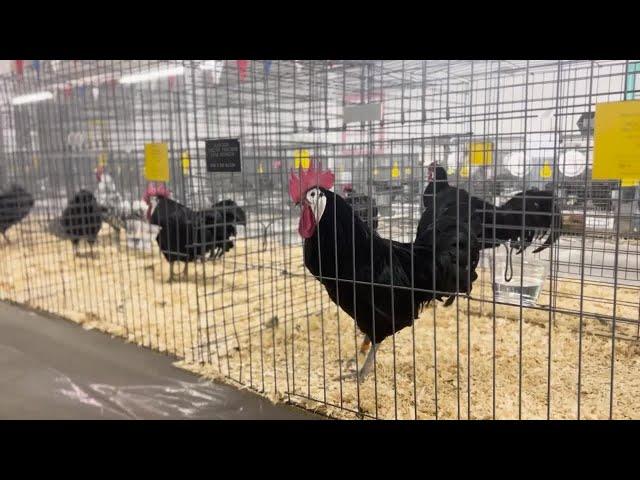 Big Sky Poultry Association hosts annual expo in Great Falls