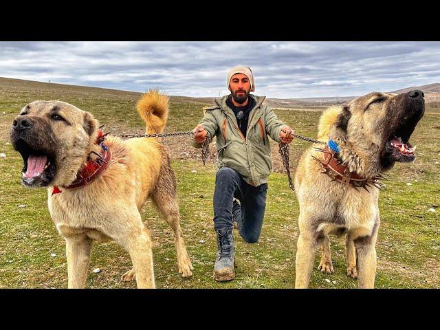 BROTHERS WHO KILLED A WOLF TWICE AT THE YEAR OLD OF 2 ~ Wolfish Shepherd Dogs! #dogs #pets