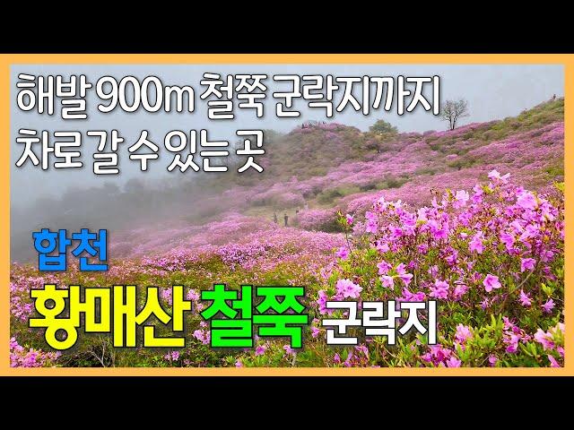 황매산 철쭉 군락지, 경남 합천 / 철쭉 군락지인 해발 900m까지 차를 타고 갈 수 있는 곳 | 산청 생초국제조각공원 꽃잔디