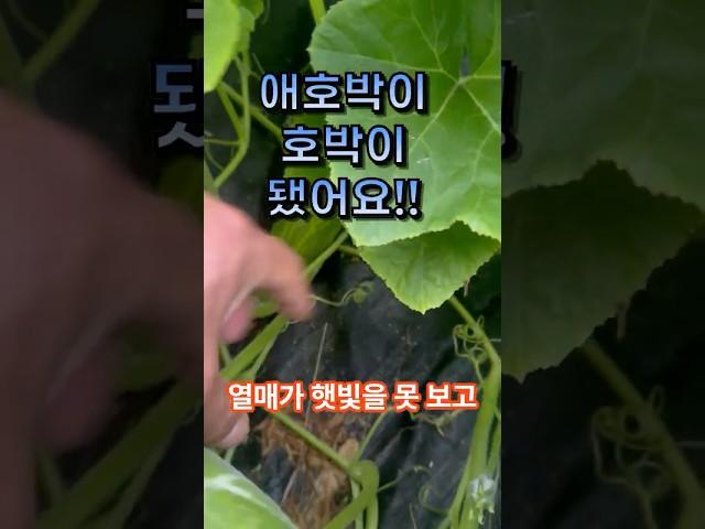 애호박이 못난이가 되어 버렸어요 어쩌죠!! 호박 이렇게 길러보세요
