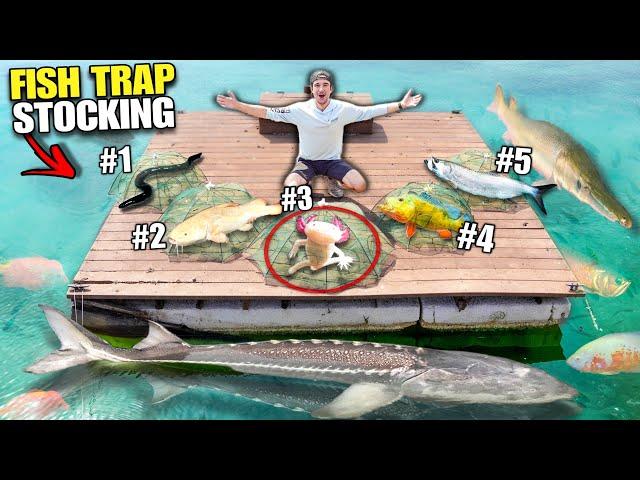 Giant FISH TRAP STOCKING For My 4000G Backyard POND!! (4 Traps, 4 Spots)