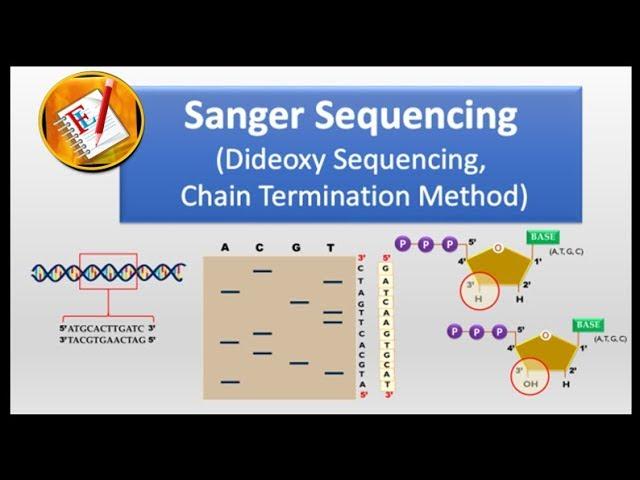 How Sanger Sequencing Works? (Classic Sanger Method)