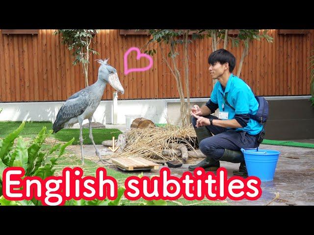 Shoebill's meal time with her  favorite caretaker full version 【Shoebill FUTABA in 2019 】Encore