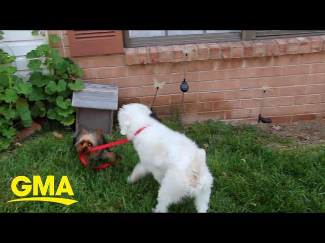 Small dog ditches humans and takes bigger pooch for a walk l GMA