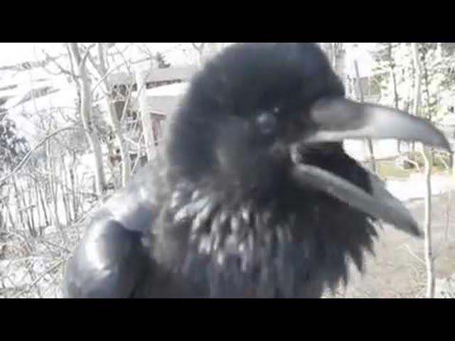 Man has conversation with a cheeky wild raven || ViralHog