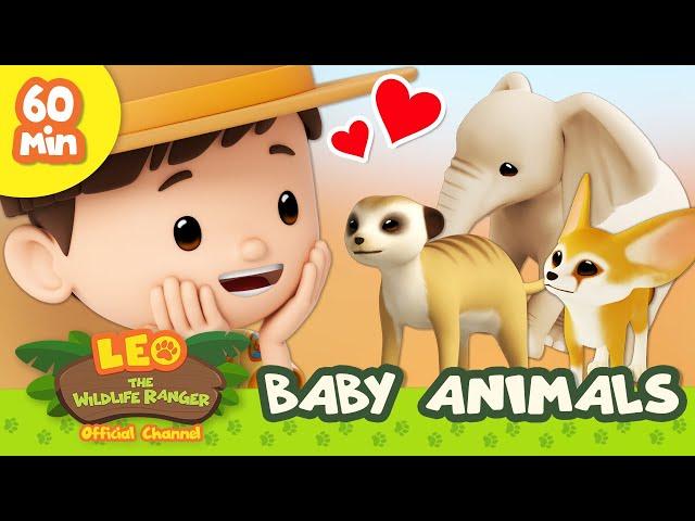  BABY Animals!  Sloth, Fennec Fox & More | Leo the Wildlife Ranger | Learn Animals | Kids Cartoons