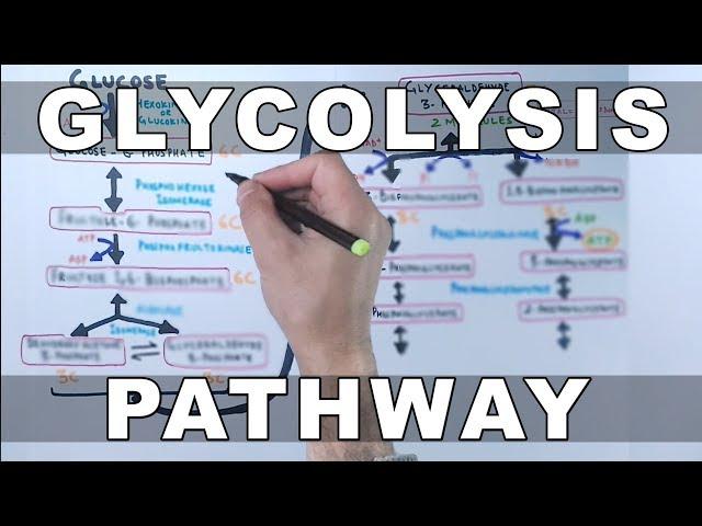 Glycolysis Pathway