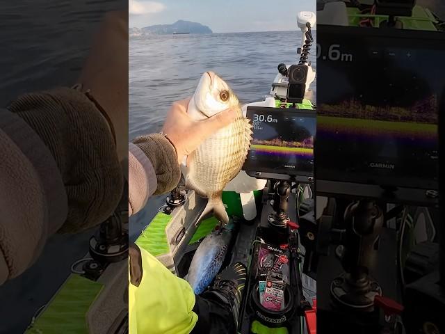 Pesca con la sarda. Video integrale sul canale #fishing #pescare #pesca #kayak #fish