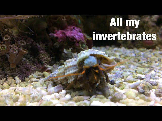 All My Marine Invertebrates