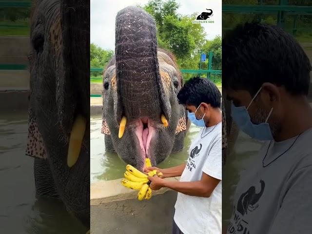 Just a clip of Laxmi going gaga over bananas, a perfect sight to beat your midweek blues!