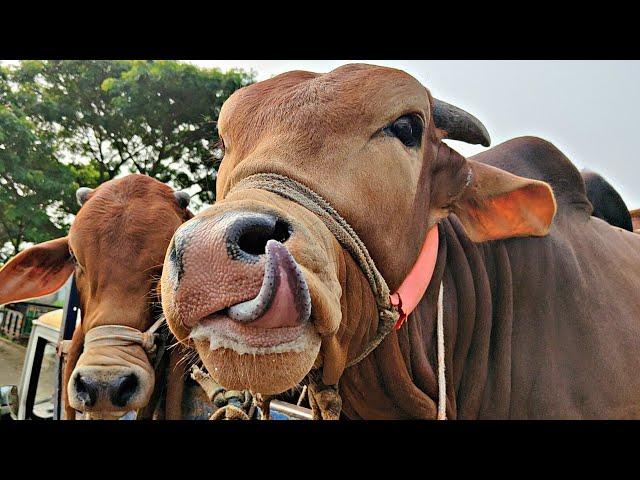 cow unloading videos, crazy cow video, part 271, cow videos 2024, goru,hamba,cow,new cow collection