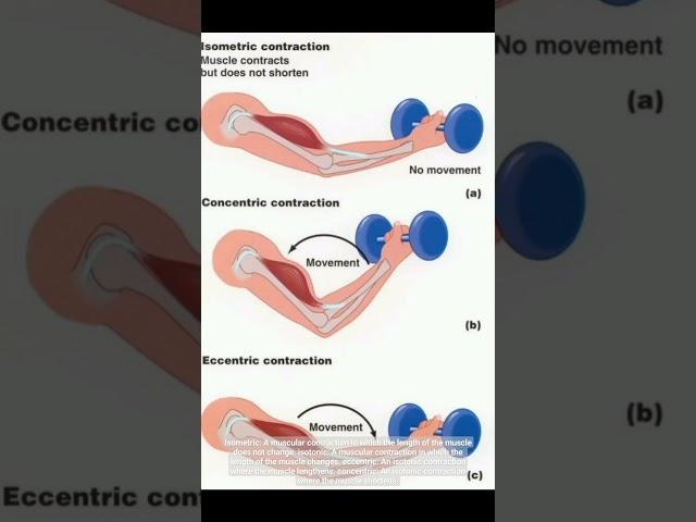Isometric vs Isotonic Exercises #kinesiology