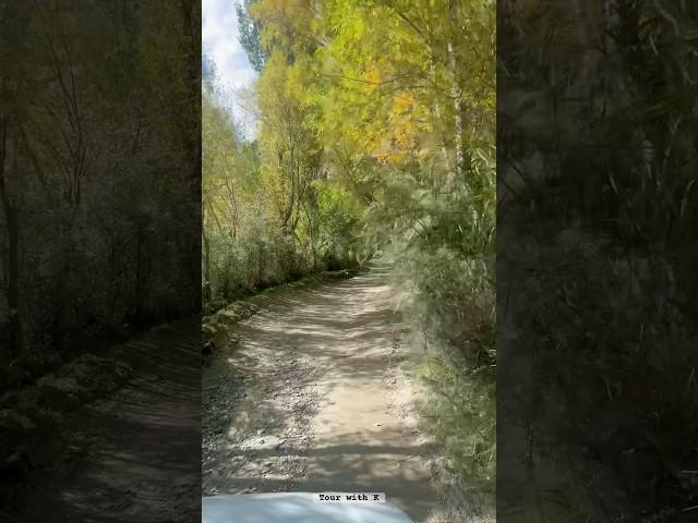 Captivating Autumn Beauty in Shigar Valley | Gilgit Baltistan | Colorfull Autumn  #nature #travel