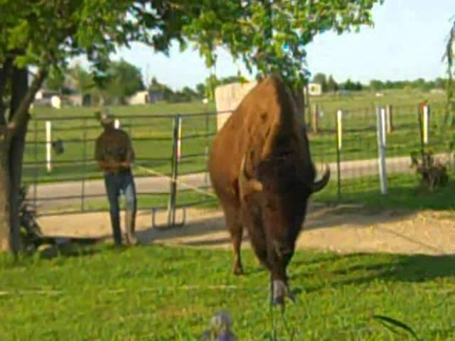 2300 poubd bison and master in front yard