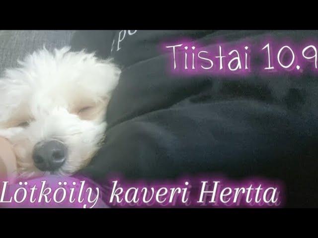 Voihan alavatsakipu #arkivlog #dailyvlog #vlog #cotondetulear