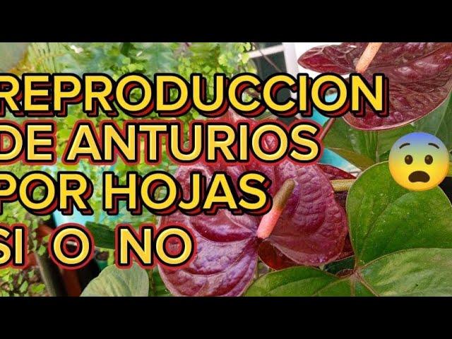 ANTURIOS REPRODUCCIÓN POR HOJAS SI O NO 🪴Y ALGO MÁS 