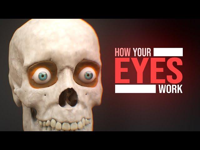 How the Human Eye Works! (Animation)