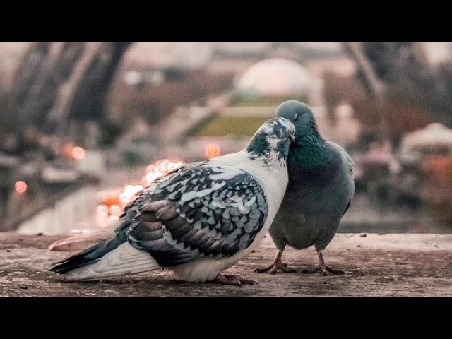 (Paul Anka) Joytastic Sarah - Put Your Head On My Shoulder (Rogeay's LoFi Mix)