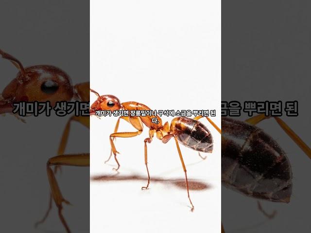 659. 개미-ant