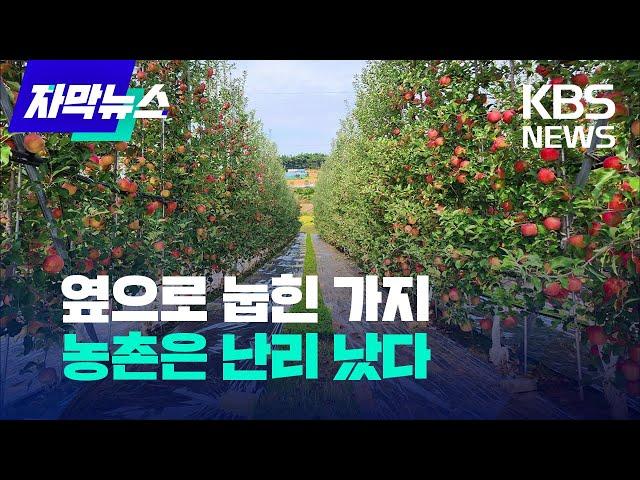 [자막뉴스] 옆으로 눕힌 가지..농촌은 난리 났다 /KBS 2023.10.22.