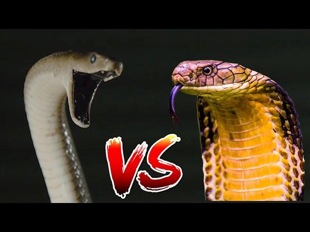 Black Mamba VS King Cobra | Who Would Win??