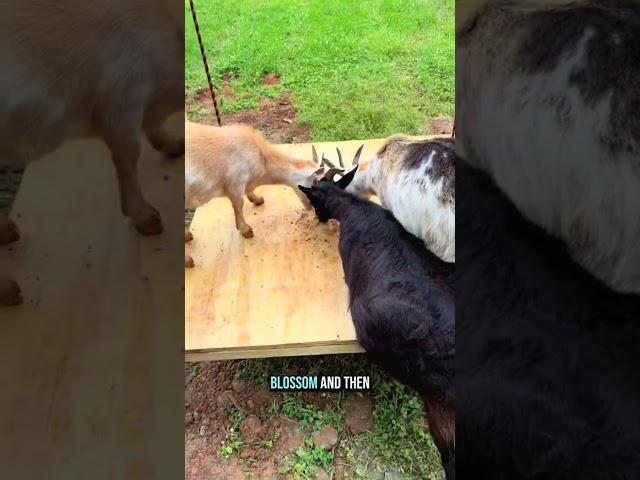 It’s almost time… another Nigerian Dwarf goat udder check! 