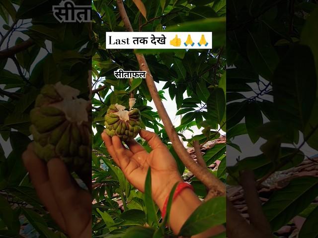 3 winter fruits in ur area? Sitaphal | Ramphal | Lakshman 