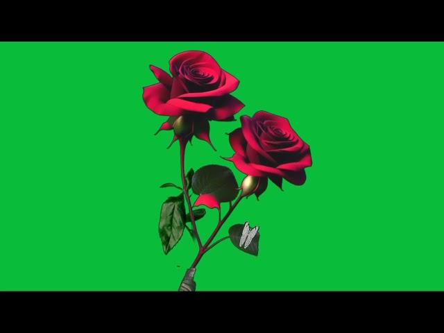 rose green screen no copyright | green screen flower | rose green screen animation