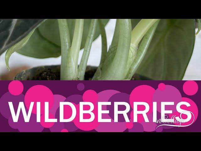 Покупка комнатных растений на Wildberries, мой первый опыт и впечатления