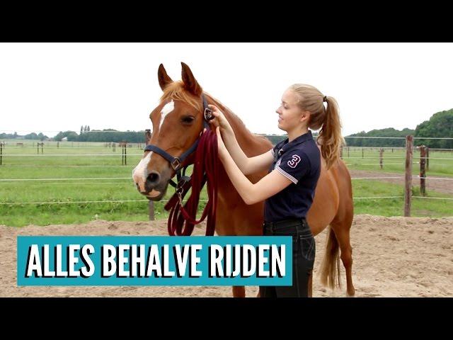 Wat kan je met je paard doen zonder te gaan rijden?